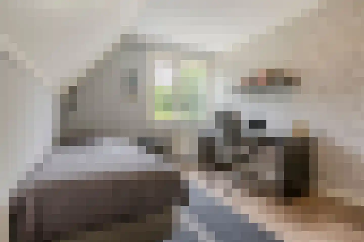 Dagpauwoog 7 Rijen thumbnail 59