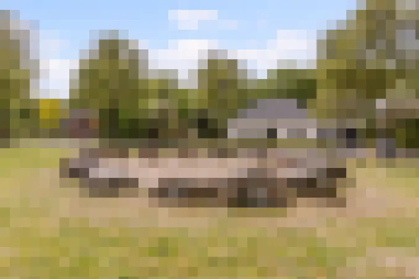 Dagpauwoog 7 Rijen thumbnail 68
