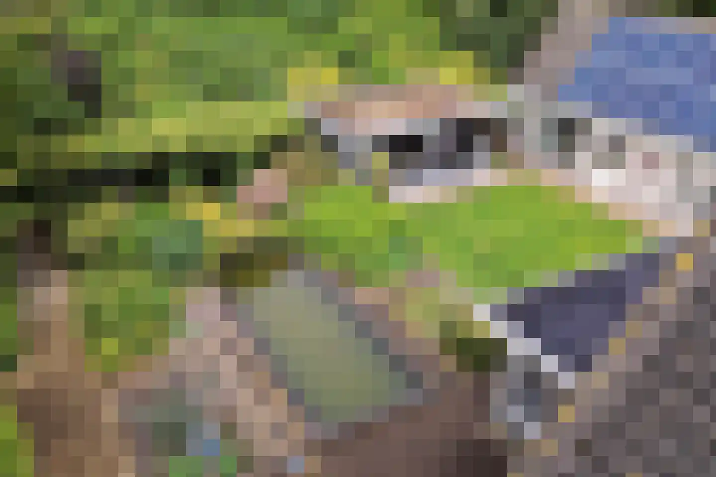 Dagpauwoog 7 Rijen thumbnail 69