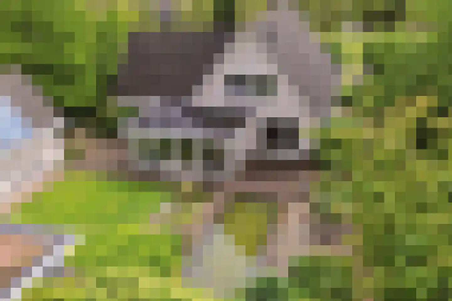Dagpauwoog 7 Rijen thumbnail 70
