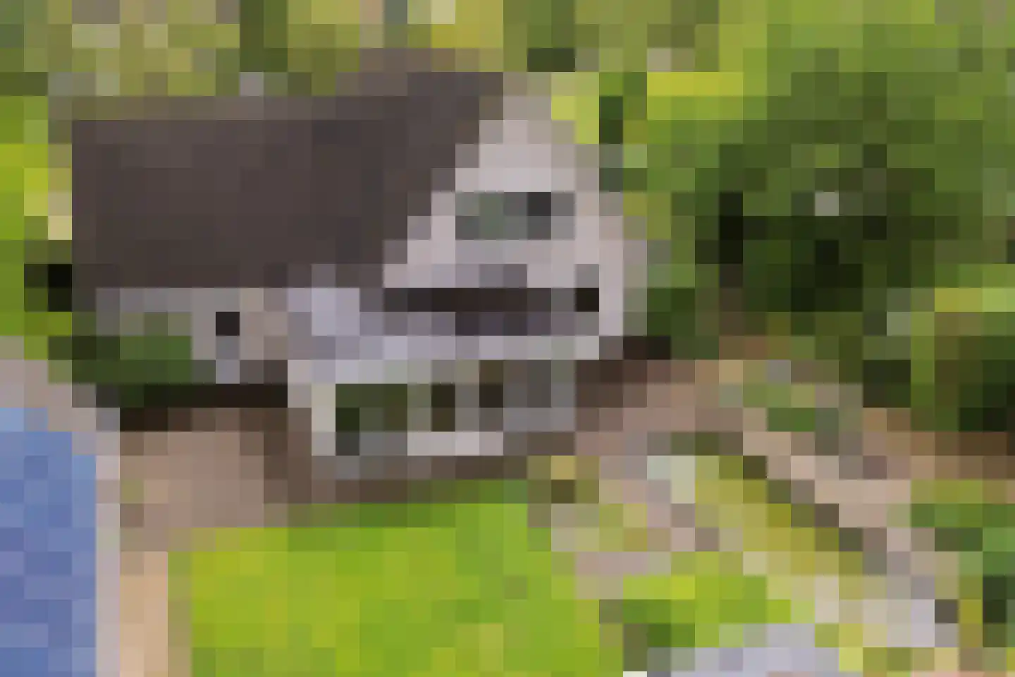 Dagpauwoog 7 Rijen thumbnail 71