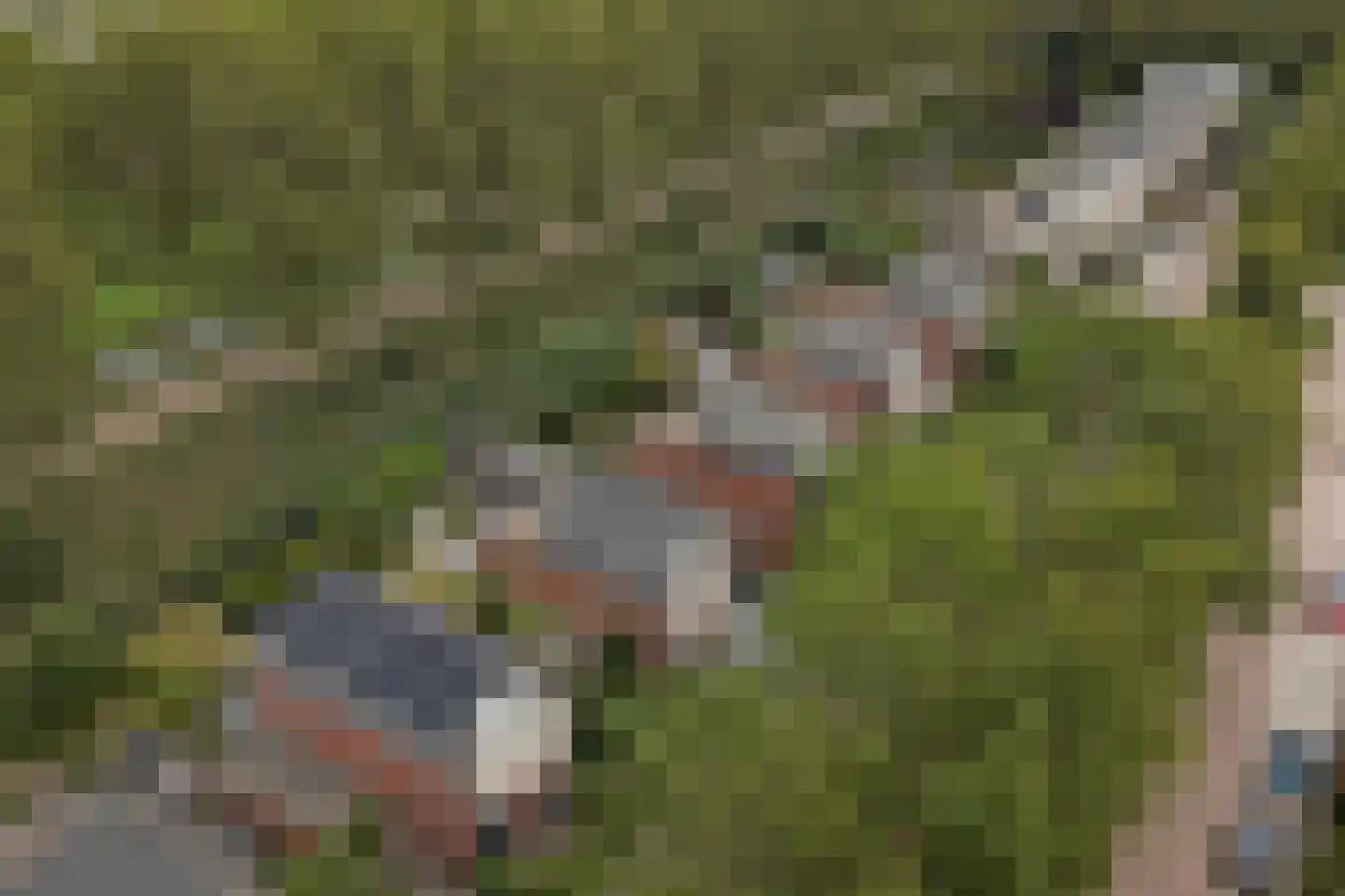 Dagpauwoog 7 's-Gravendeel thumbnail 50