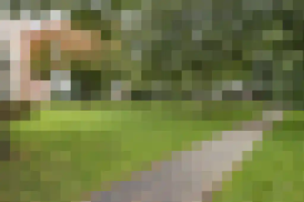 Dagpauwooglaan 92 Veenendaal thumbnail 16