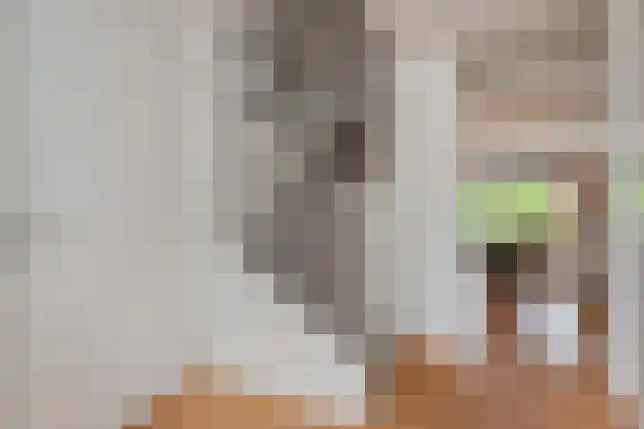Dahlia 5 Nootdorp thumbnail 4