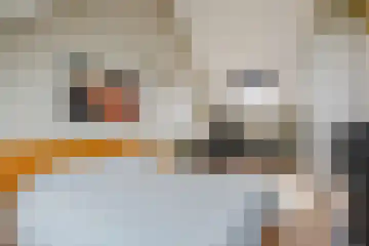 Dahlia 5 Nootdorp thumbnail 41