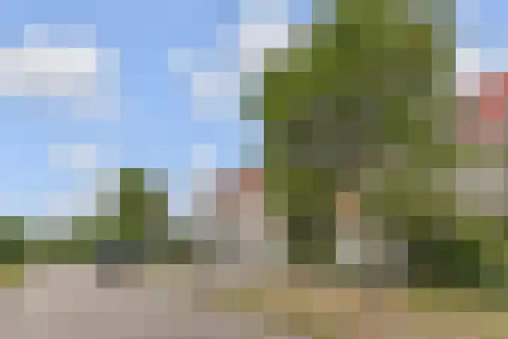Dahlia 5 Nootdorp thumbnail 57