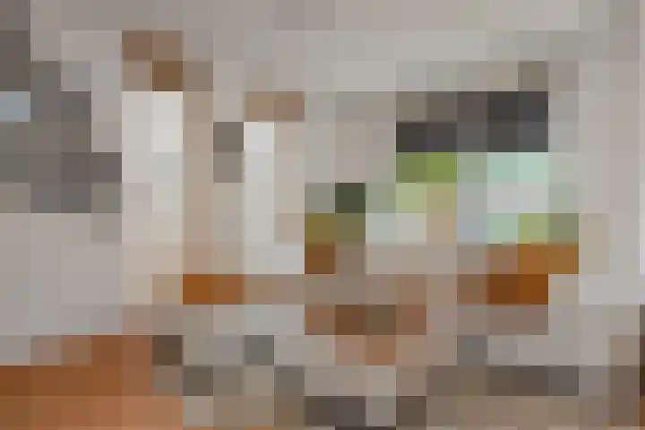 Dahlia 5 Nootdorp thumbnail 9