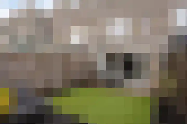 Dahliahof 19 Tilburg thumbnail 41