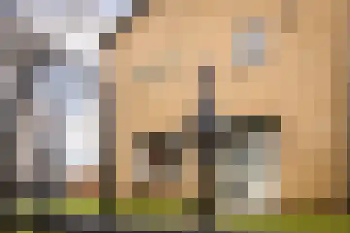 Dahliastraat 110 Hoogkarspel thumbnail 6