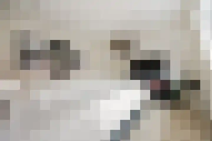 Dahliastraat 18 Terneuzen thumbnail 21