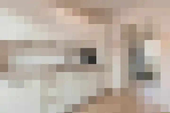 Dahliastraat 21 Olst thumbnail 9