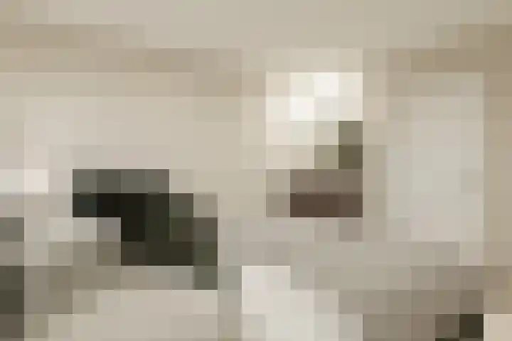 Dahliastraat 4 Zwijndrecht thumbnail 15
