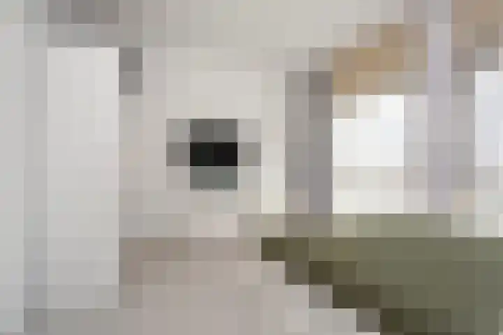 Dahliastraat 40 A Rotterdam thumbnail 11
