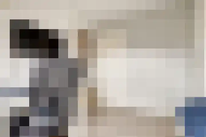 Dahliastraat 58 Nieuwendijk thumbnail 20