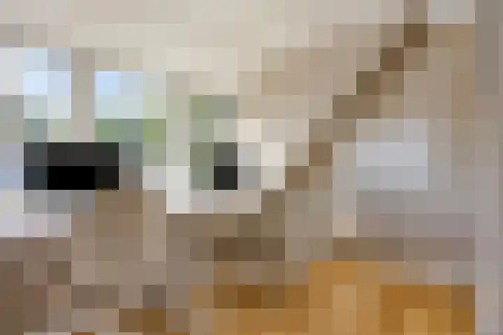 Dahliastraat 75 A Made thumbnail 62