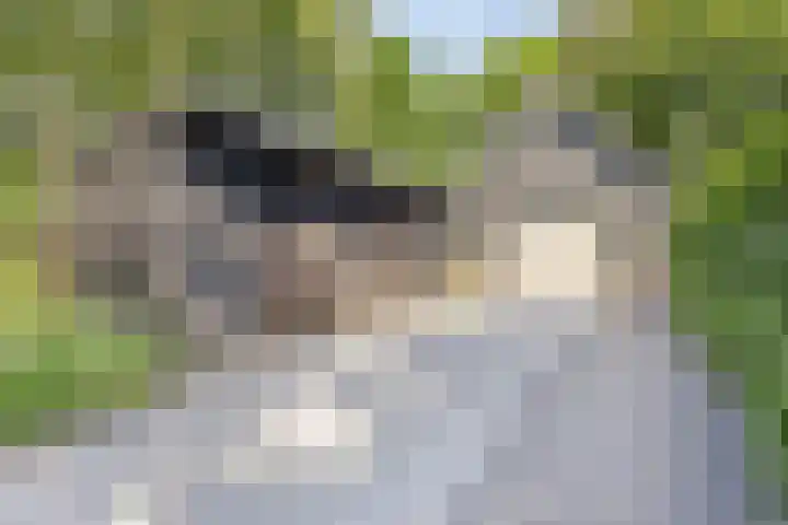 Dahliastraat 75 A Made thumbnail 88