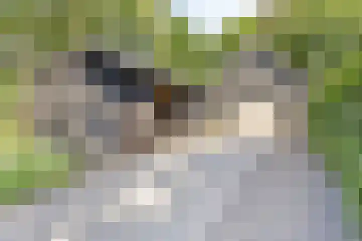 Dahliastraat 75 A Made thumbnail 89
