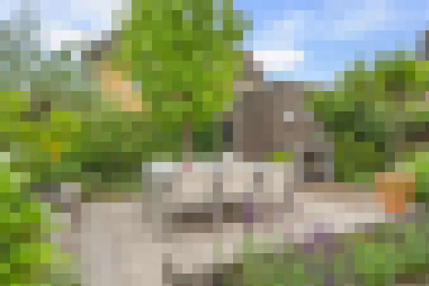 Dahliatuin 11 Houten thumbnail 28