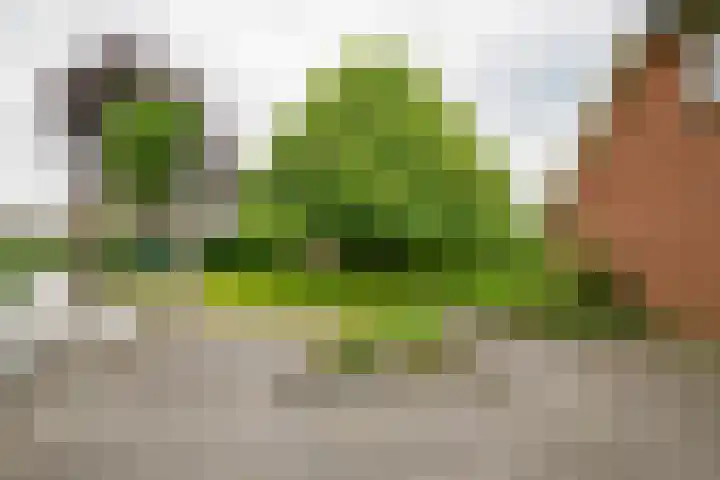 Dalkruid 14 Nijverdal thumbnail 39