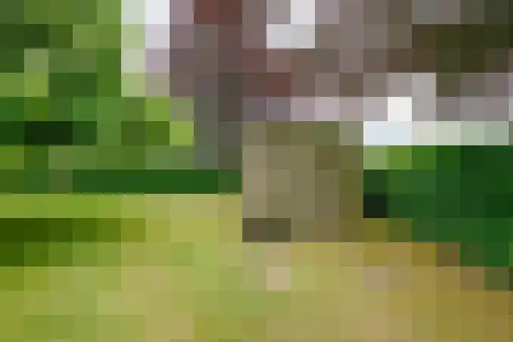 Dalkruid 14 Nijverdal thumbnail 56