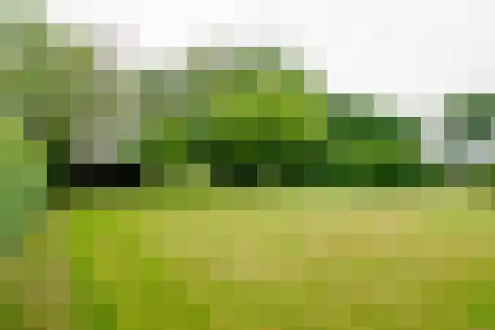 Dalkruid 14 Nijverdal thumbnail 58