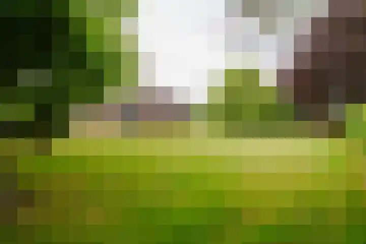 Dalkruid 14 Nijverdal thumbnail 59