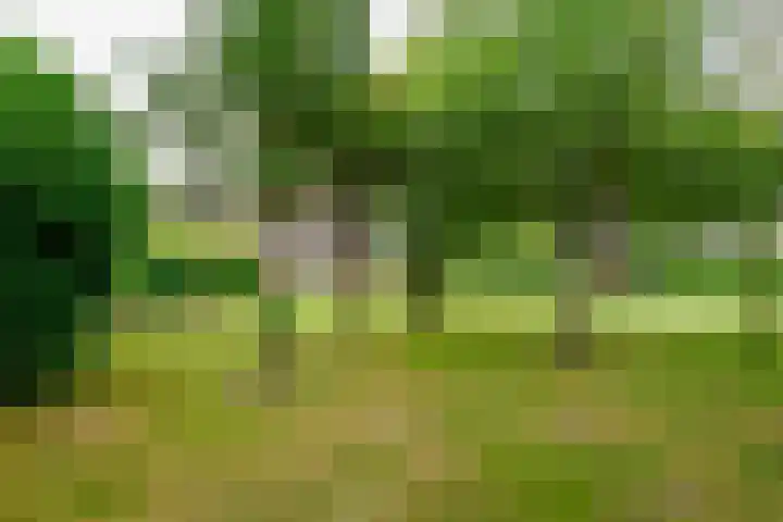 Dalkruid 14 Nijverdal thumbnail 61