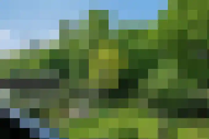 Dalkruid 2 Heerenveen thumbnail 24