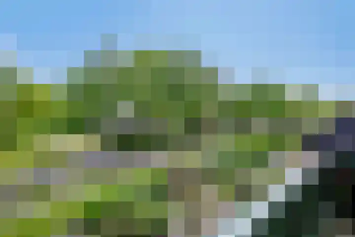 Dalkruid 2 Heerenveen thumbnail 29