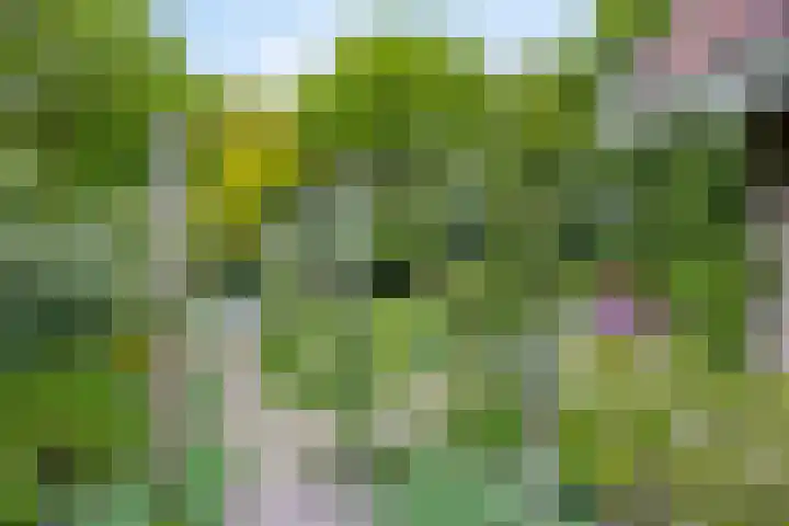 Dalkruid 2 Heerenveen thumbnail 35