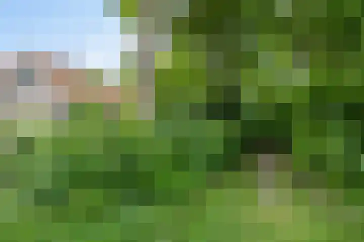 Dalkruid 2 Heerenveen thumbnail 41