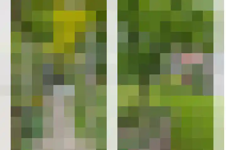 Dalkruid 2 Heerenveen thumbnail 46