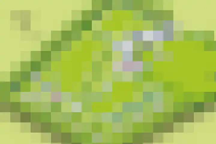 Dalkruid 27 a Nijverdal thumbnail 26