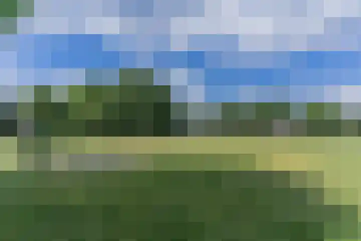 Dalkruid 34 Mierlo thumbnail 28