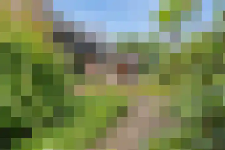 Dalkruid 4 Heerenveen thumbnail 13