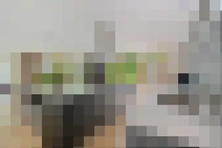 Dalkruid 4 Heerenveen thumbnail 23
