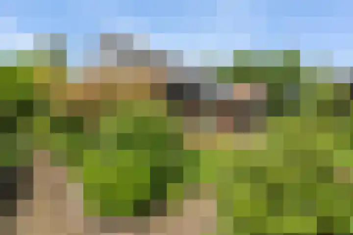 Dalkruid 4 Heerenveen thumbnail 45