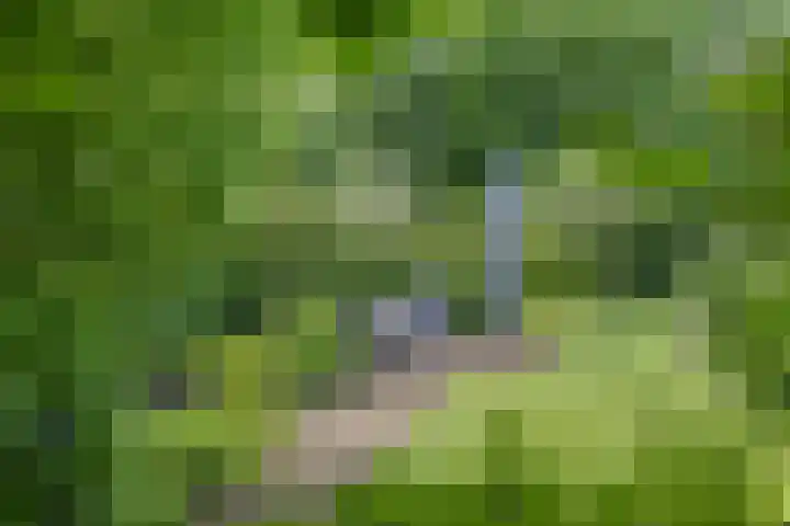 Dalkruid 4 Heerenveen thumbnail 47