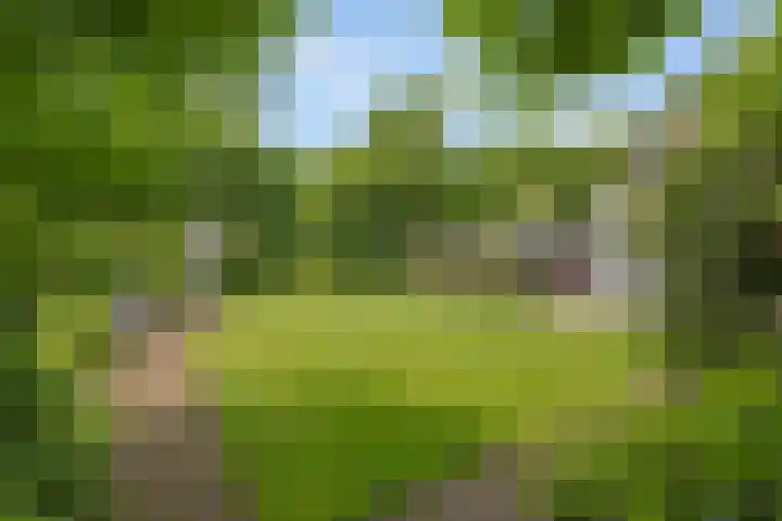 Dalkruid 4 Heerenveen thumbnail 5