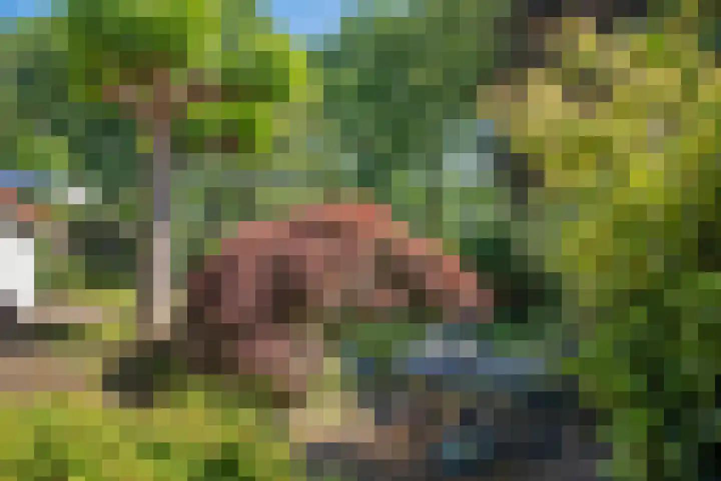Dalkruid 40 Delden thumbnail 33