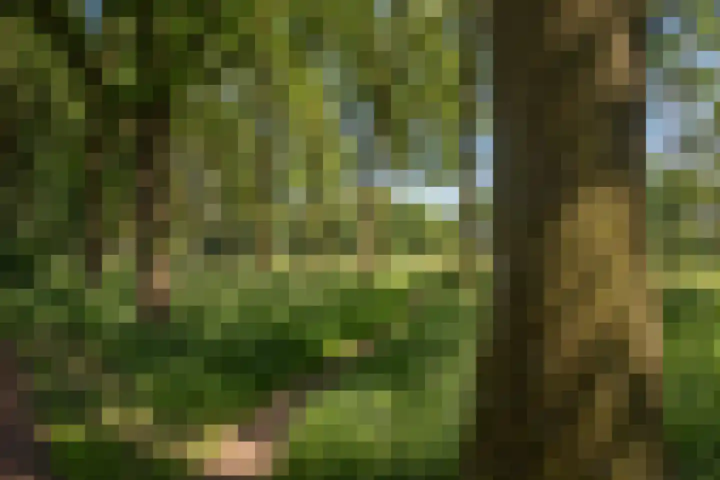 Dalkruid 40 Delden thumbnail 40