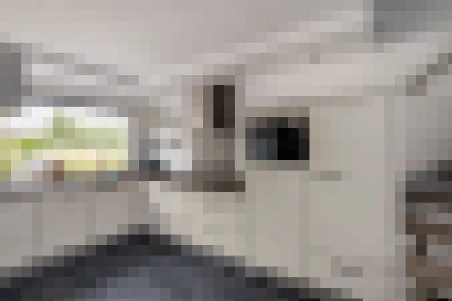 Dalkruid 49 Vlaardingen thumbnail 12