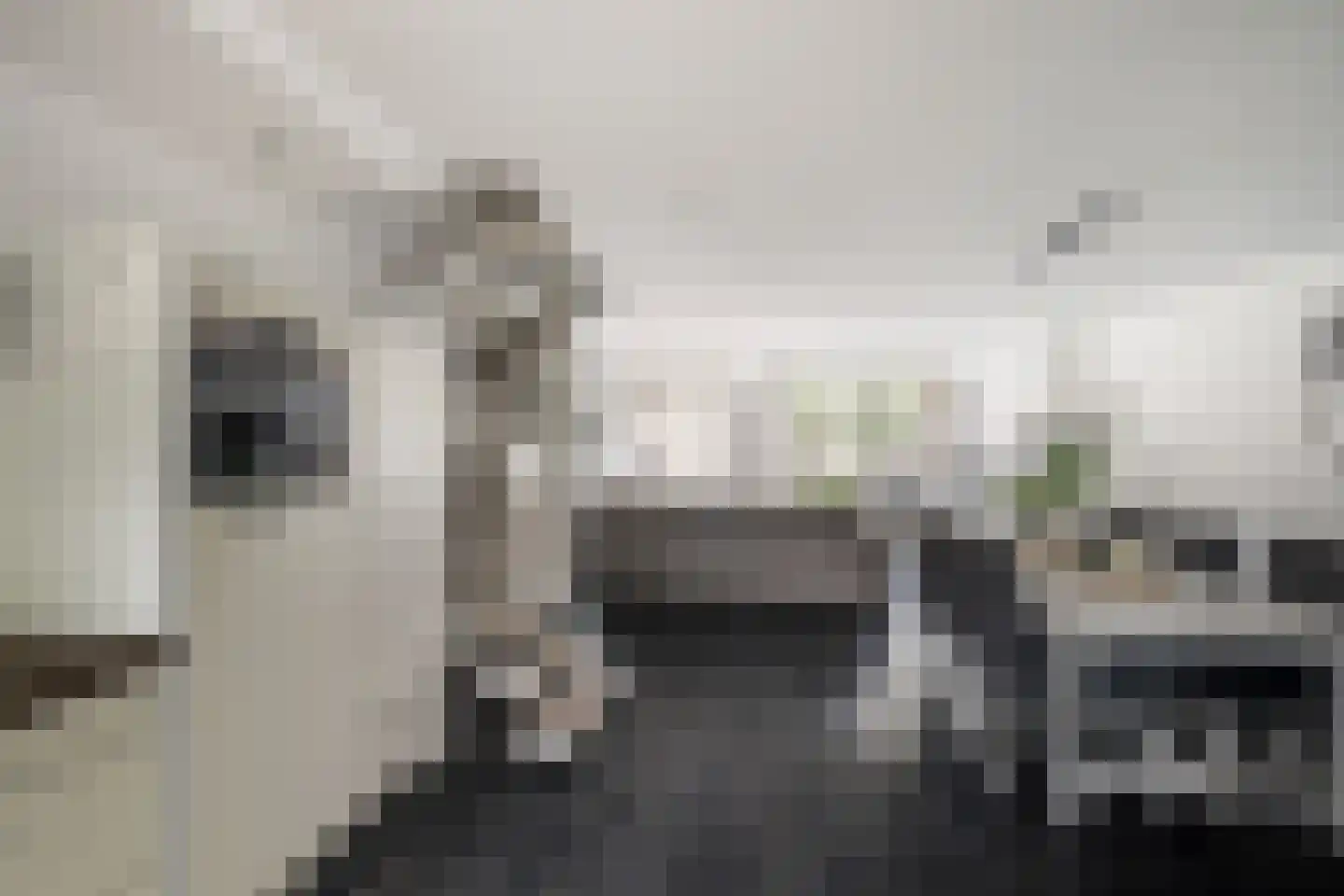 Dalkruid 49 Vlaardingen thumbnail 13