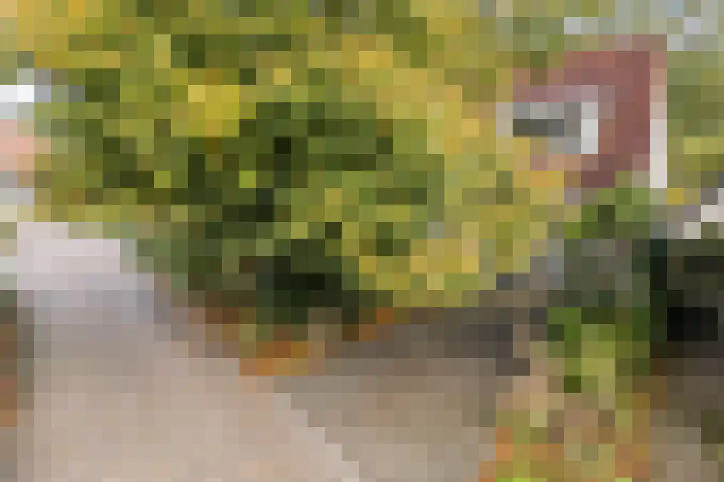Dalkruid 55 Delden thumbnail 12