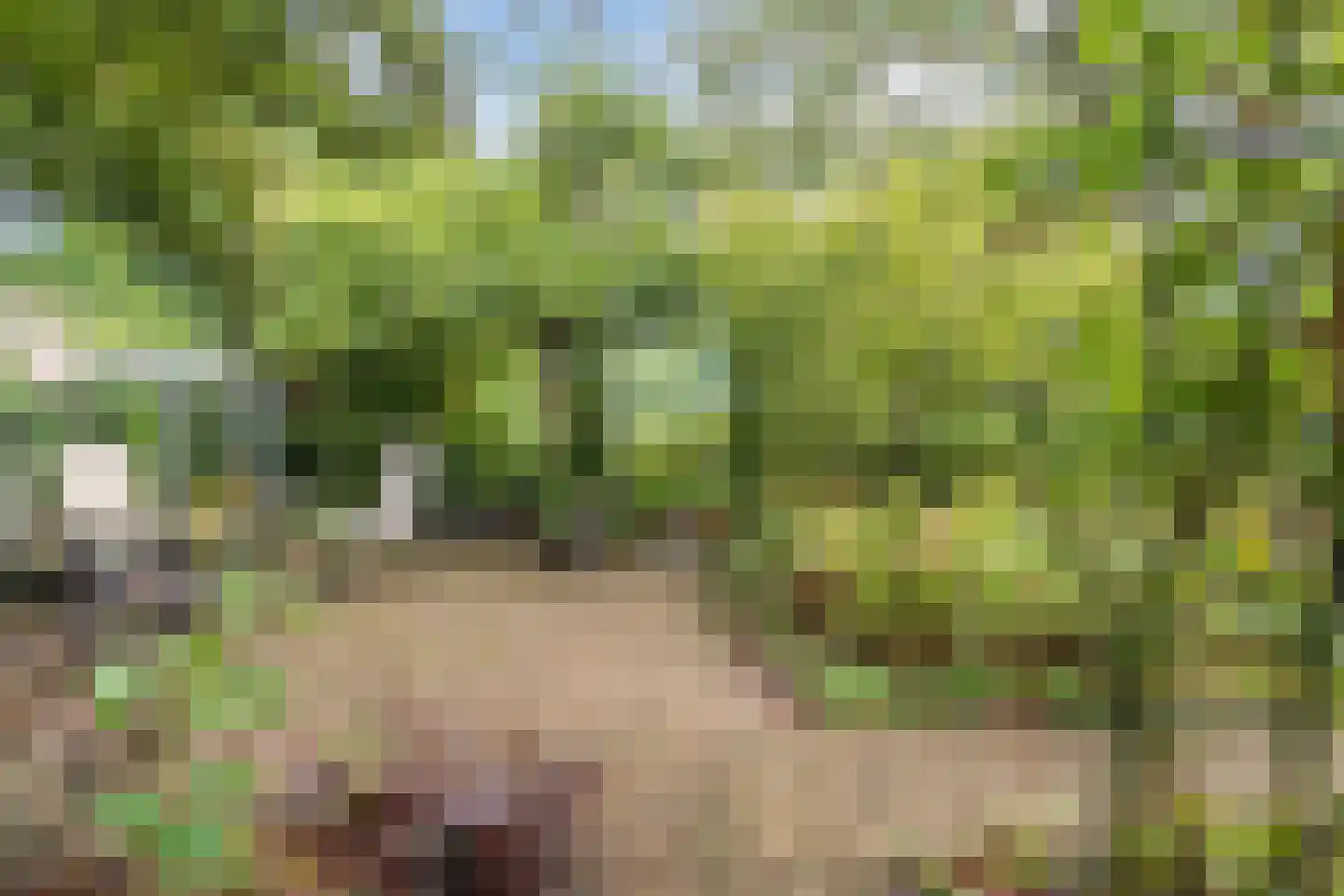 Dalkruid 55 Delden thumbnail 49