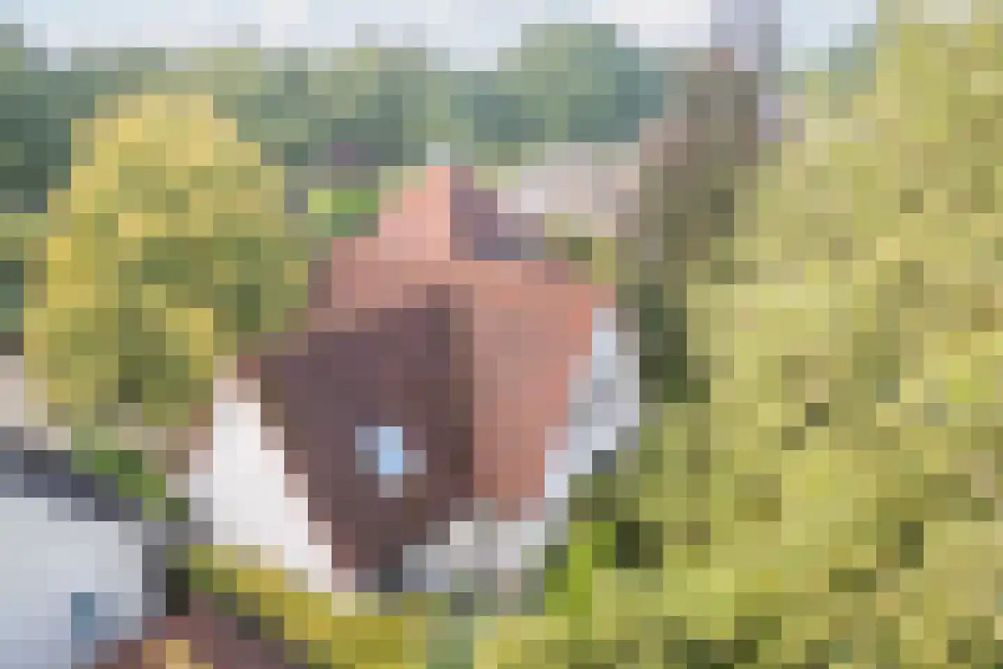 Dalkruid 55 Delden thumbnail 5