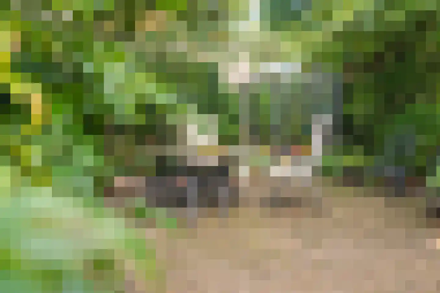 Dalkruid 55 Delden thumbnail 50