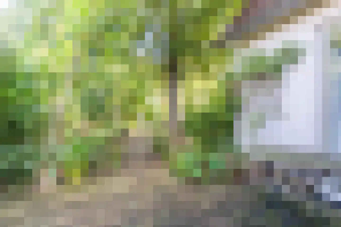 Dalkruid 55 Delden thumbnail 53