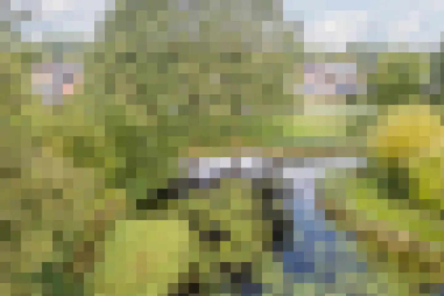 Dalkruid 55 Delden thumbnail 56