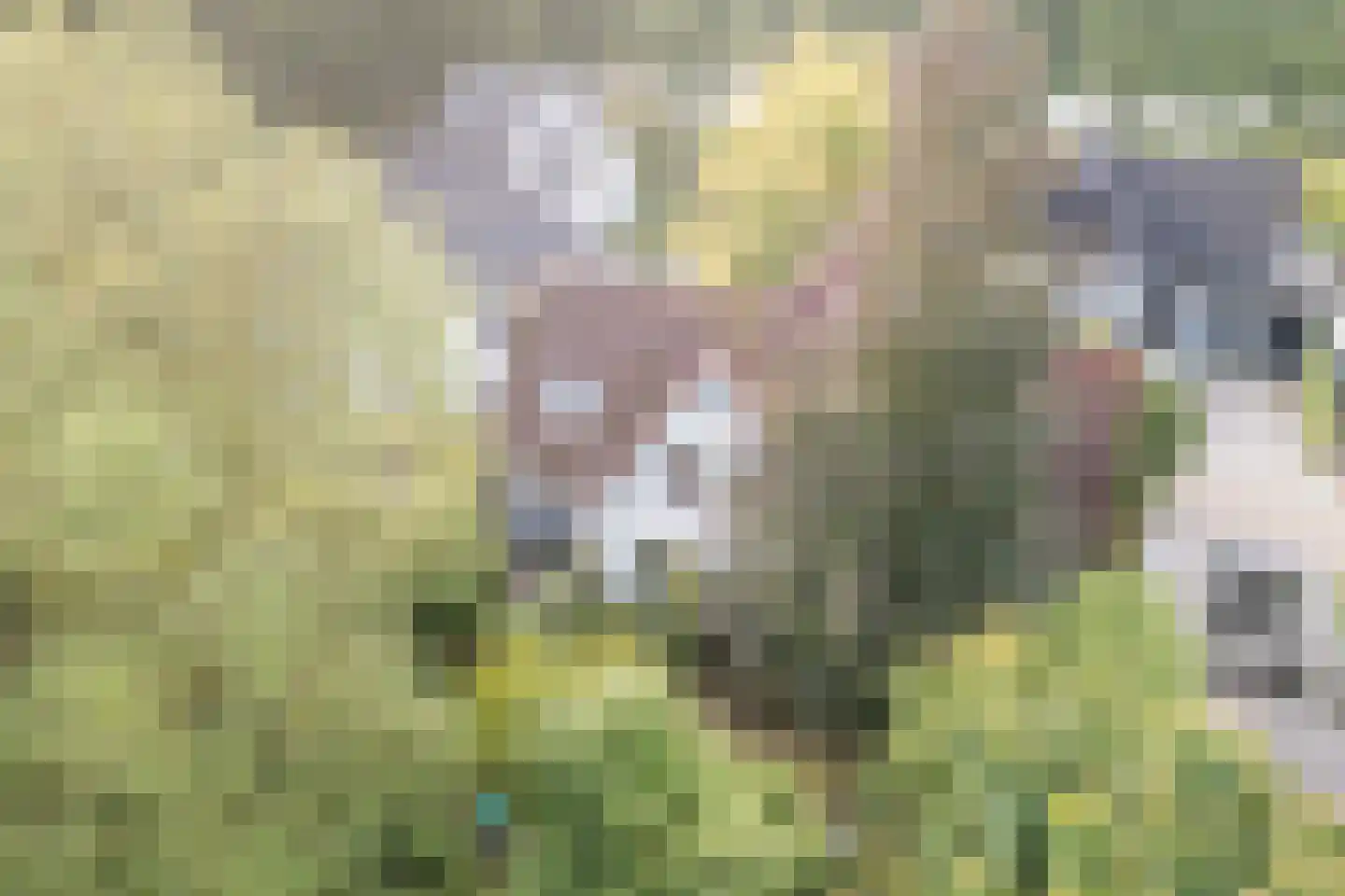 Dalkruid 55 Delden thumbnail 57